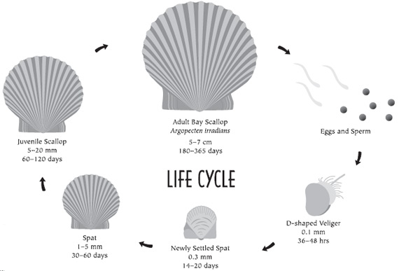 life history diagram of the life cycle of a bay scallop