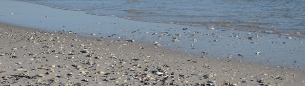 shells on the beach at the edge of the ocean's waters