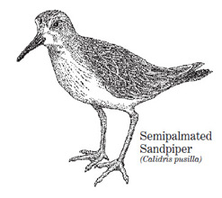 sandpiper drawing